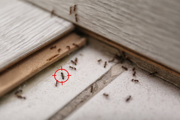 Best Wildlife Control Services  in Lawtey, FL